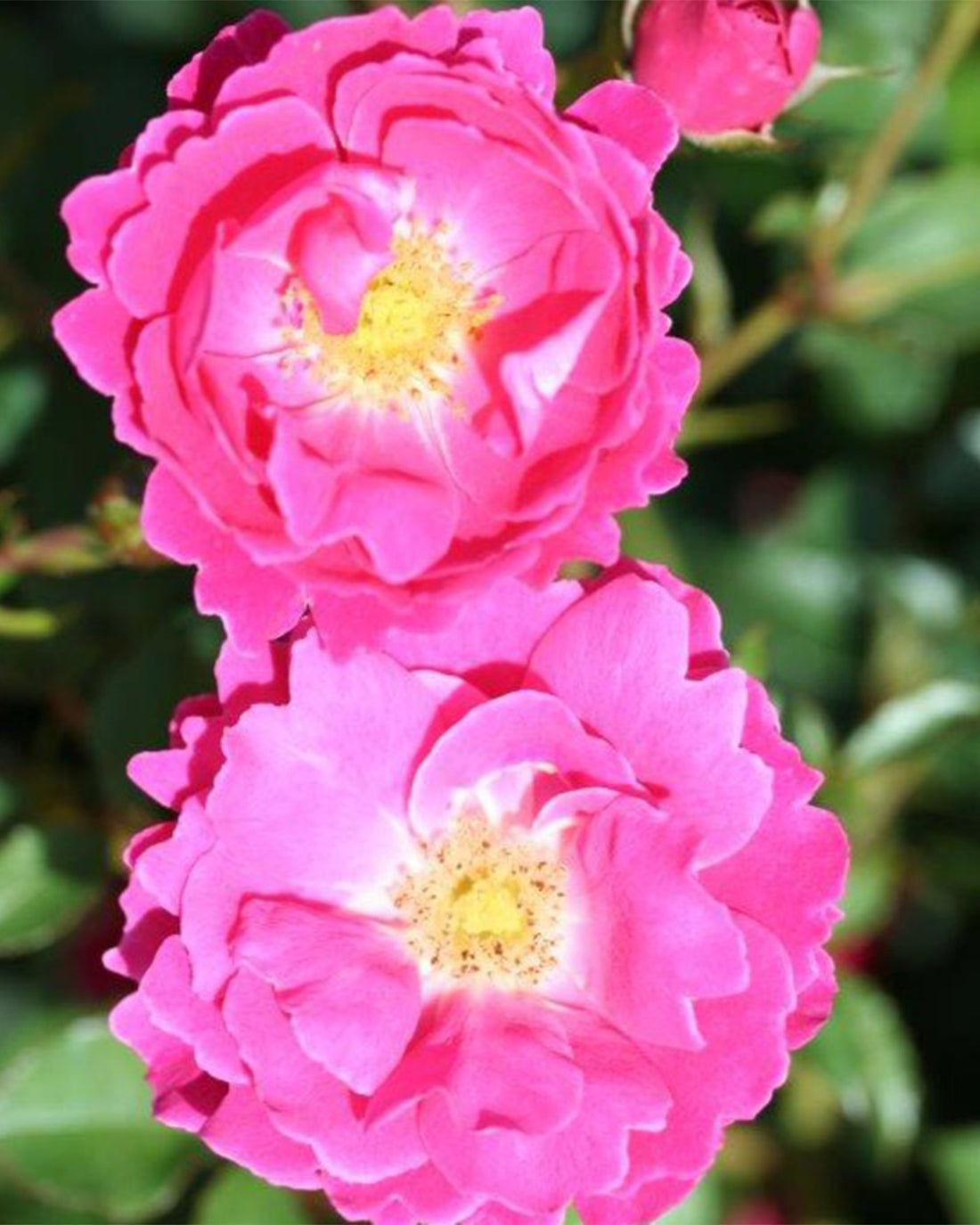Rosa &