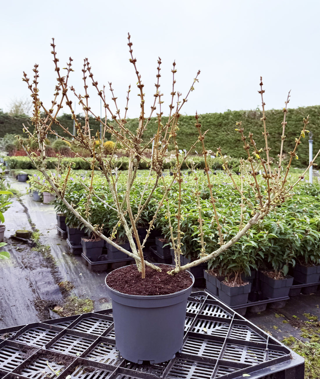 Forsythia × intermedia &