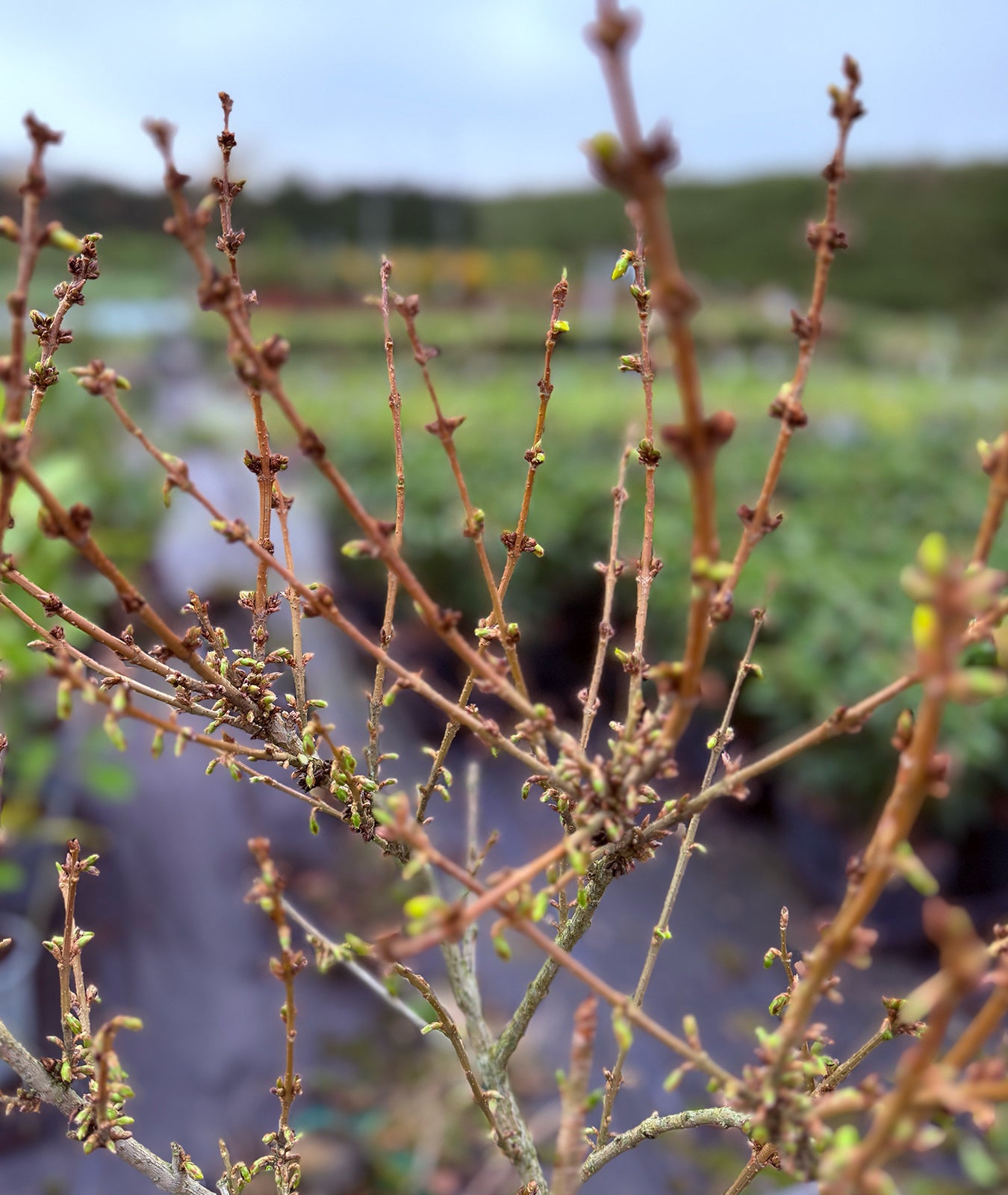 Forsythia × intermedia &