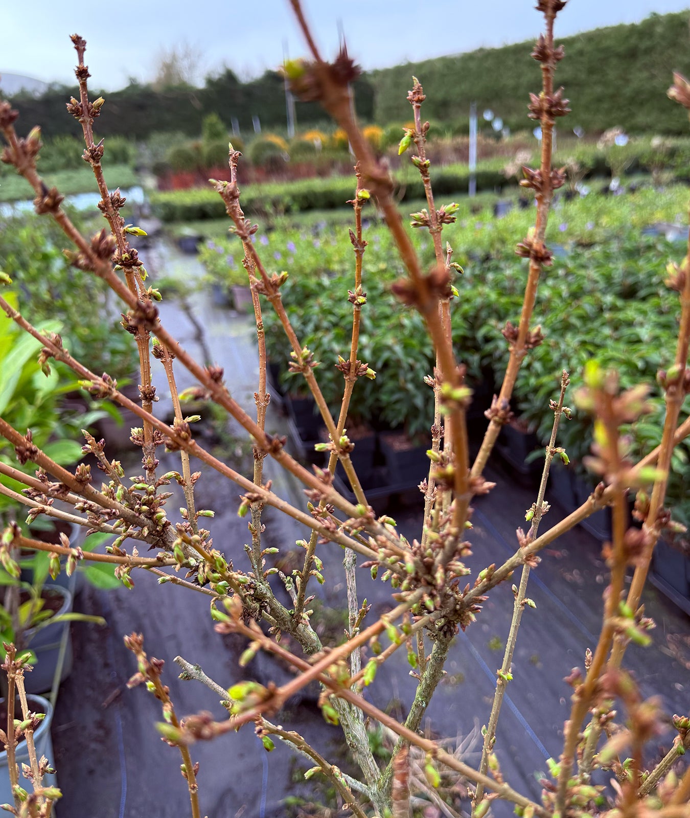 Forsythia × intermedia &