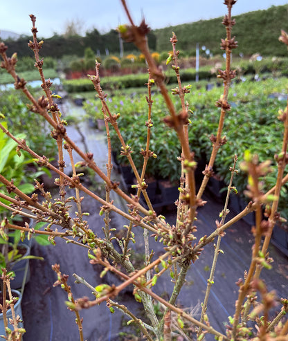 Forsythia × intermedia &
