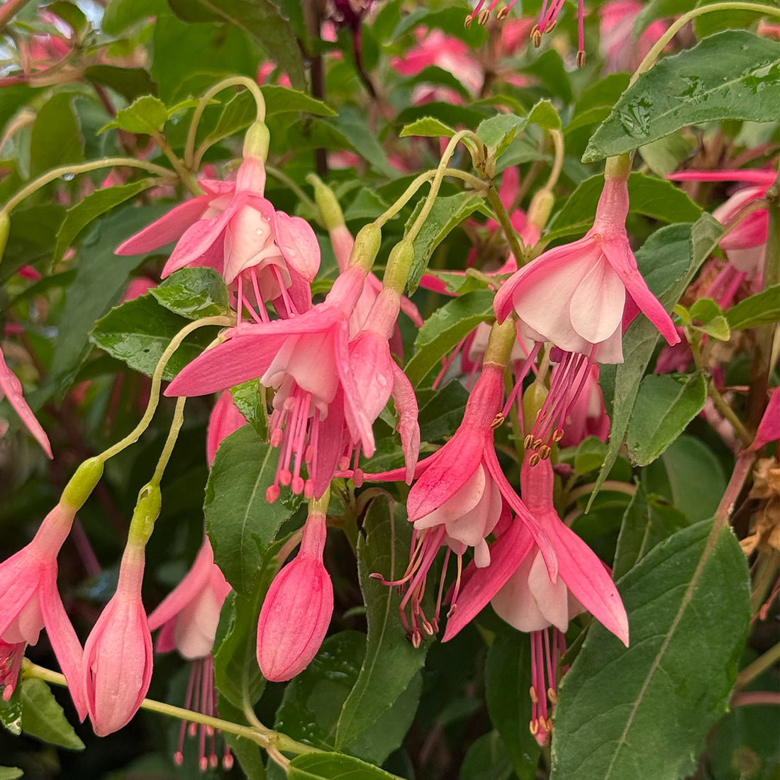 Fuchsia &