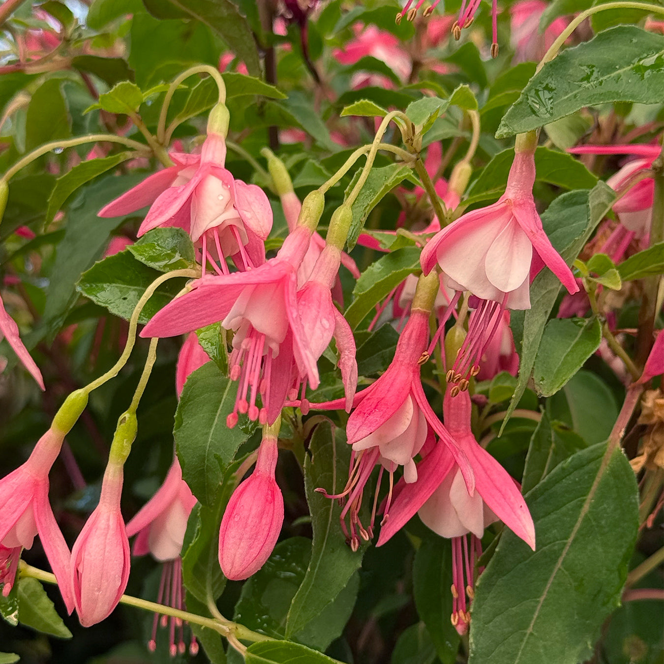 Fuchsia &