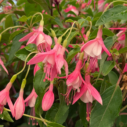 Fuchsia &