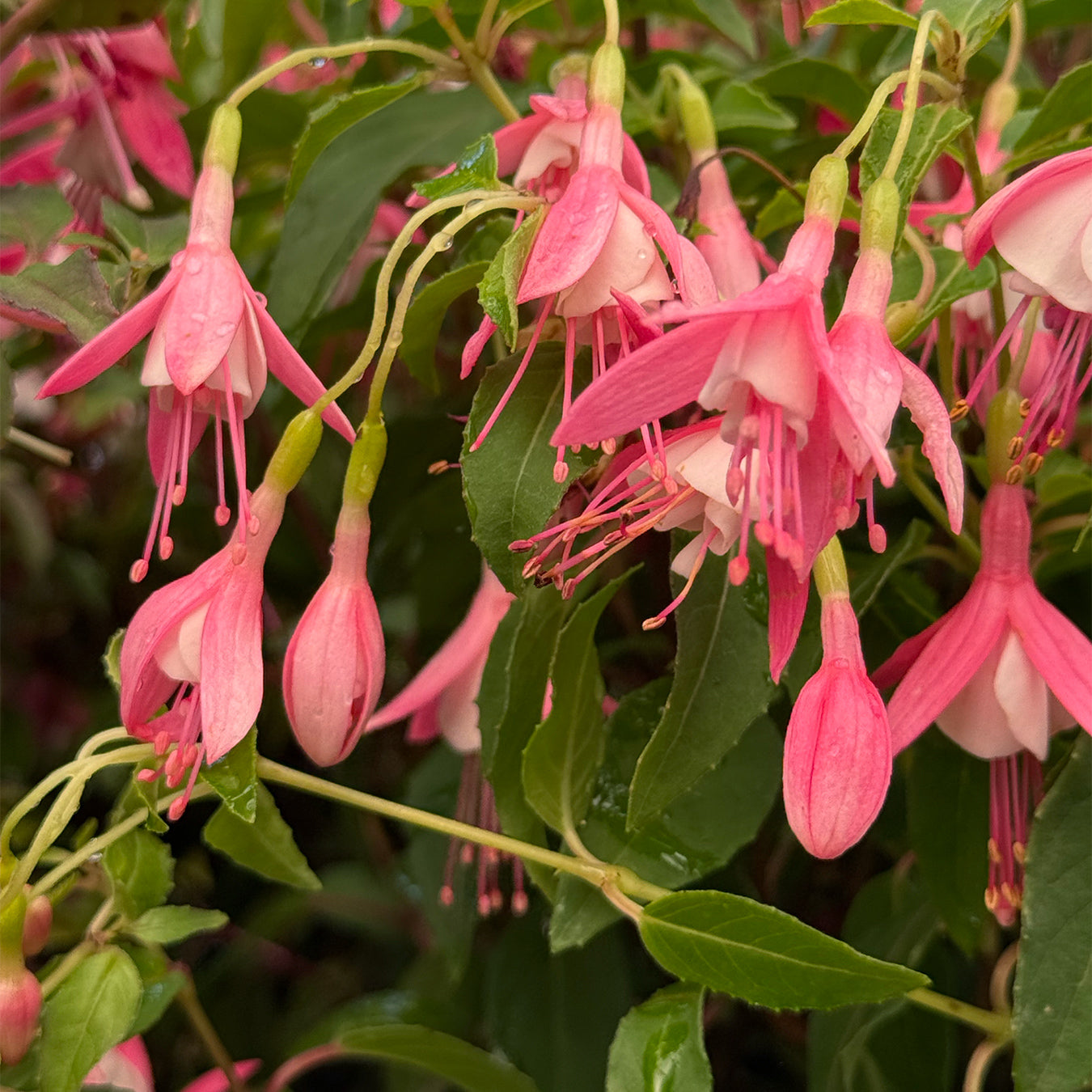 Fuchsia &