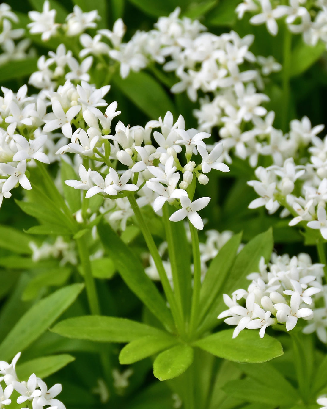 Galium odoratum