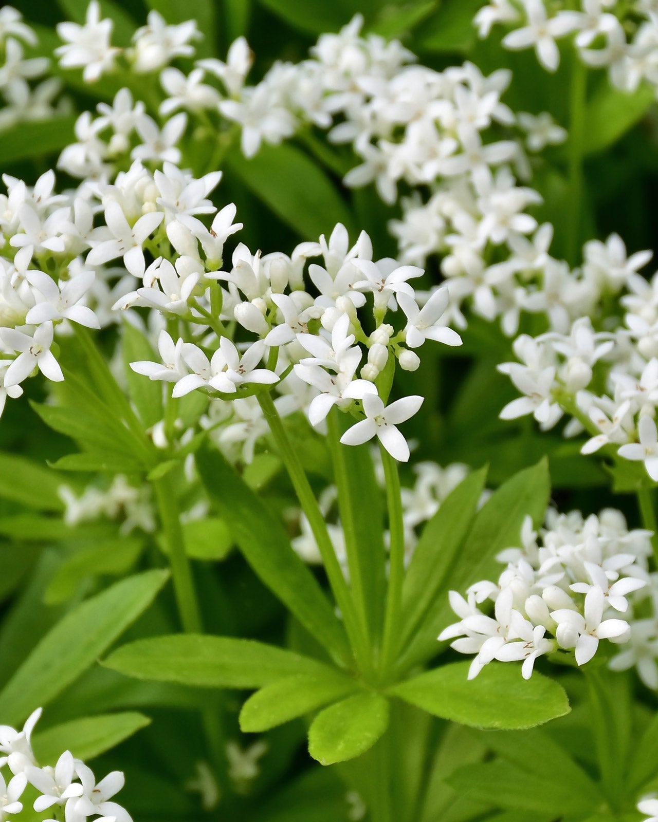 Galium odoratum