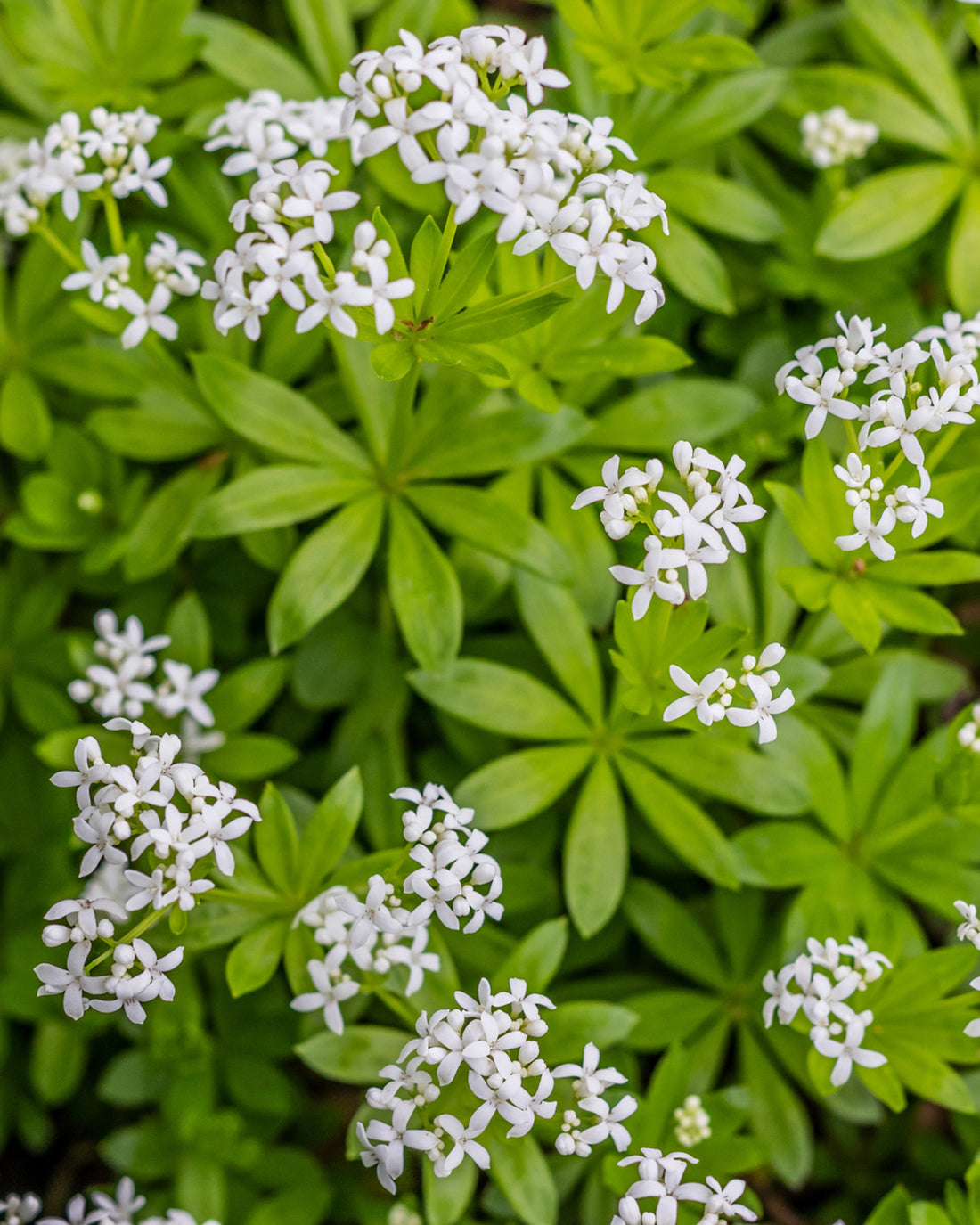 Galium odoratum