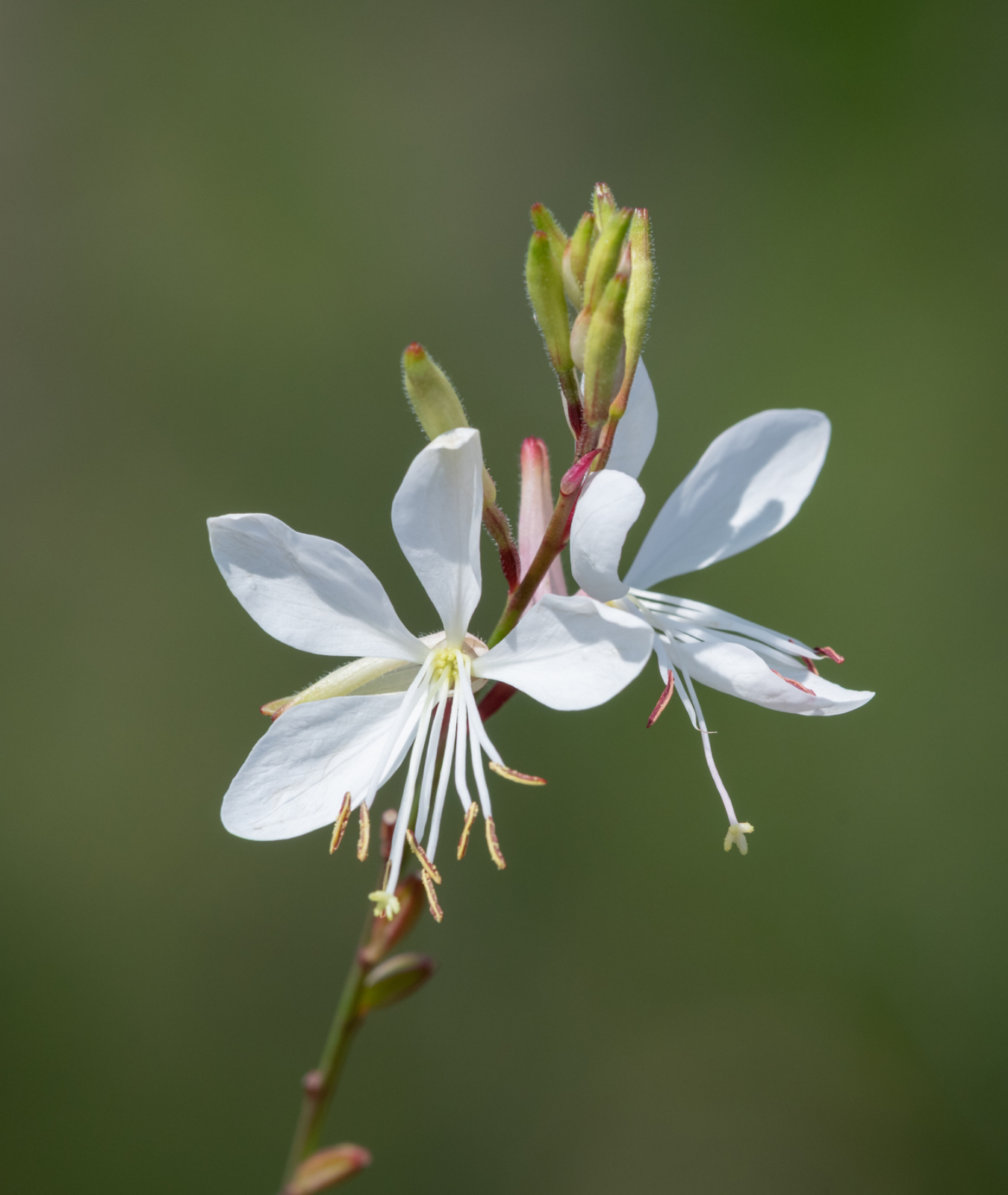 Gaura lindheimeri &