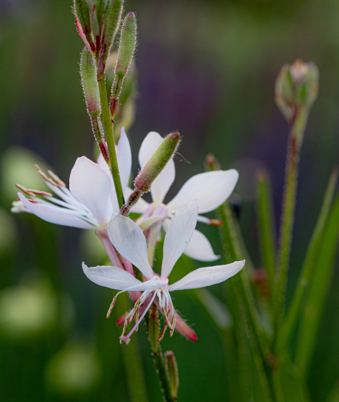 Gaura lindheimeri &