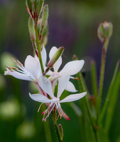 Gaura lindheimeri &