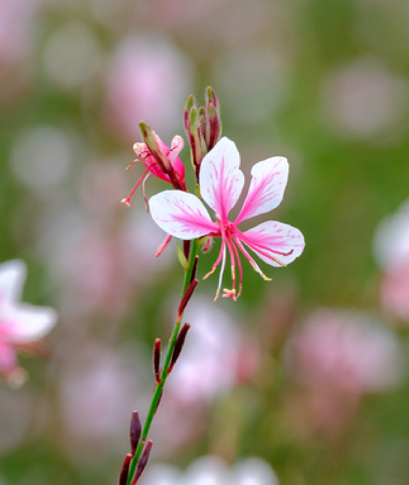 Gaura lindheimeri &