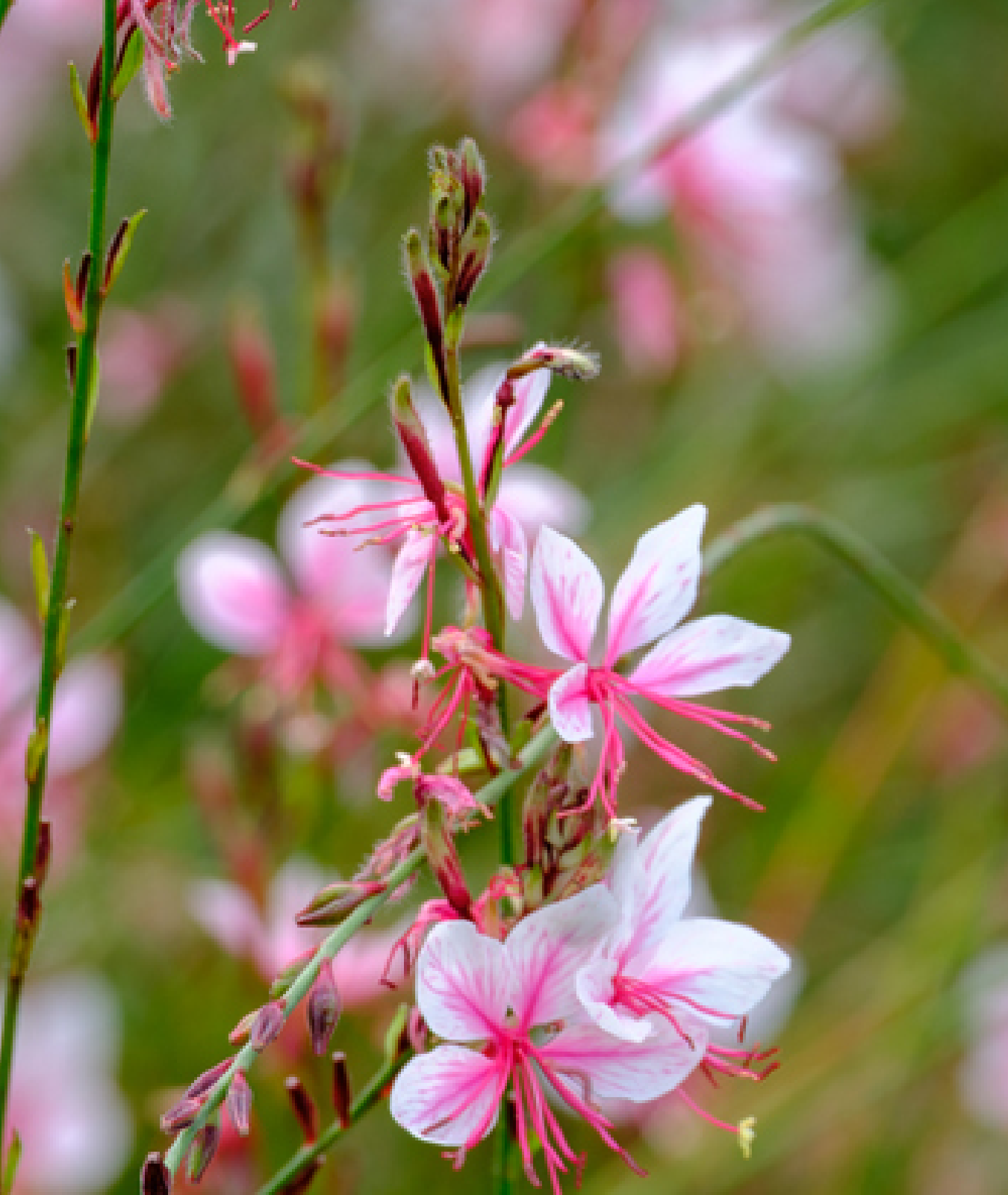 Gaura lindheimeri &