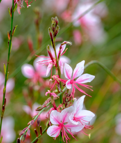 Gaura lindheimeri &