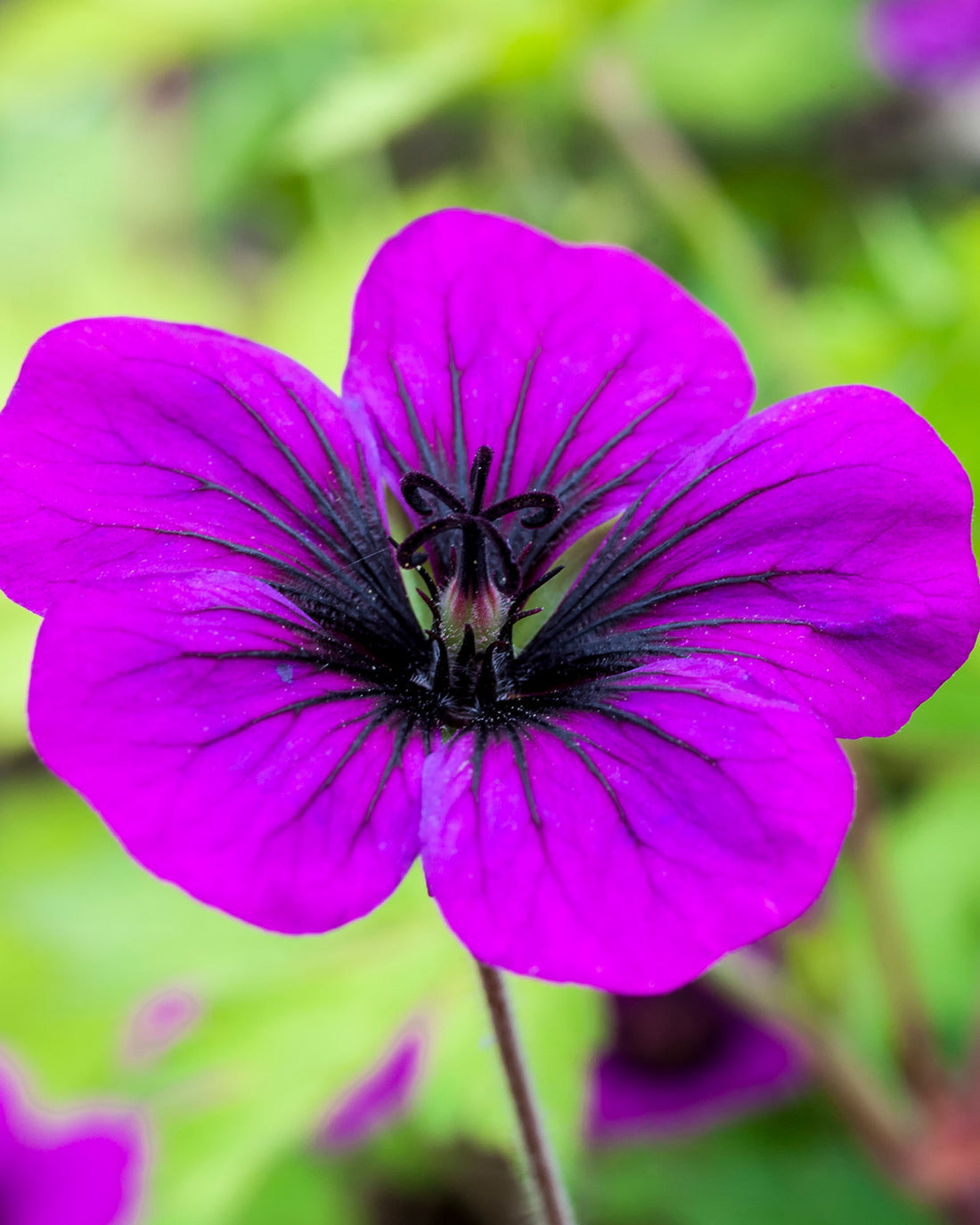 Geranium &