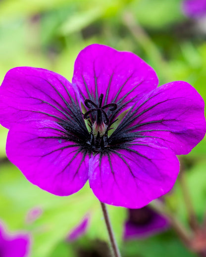 Geranium &