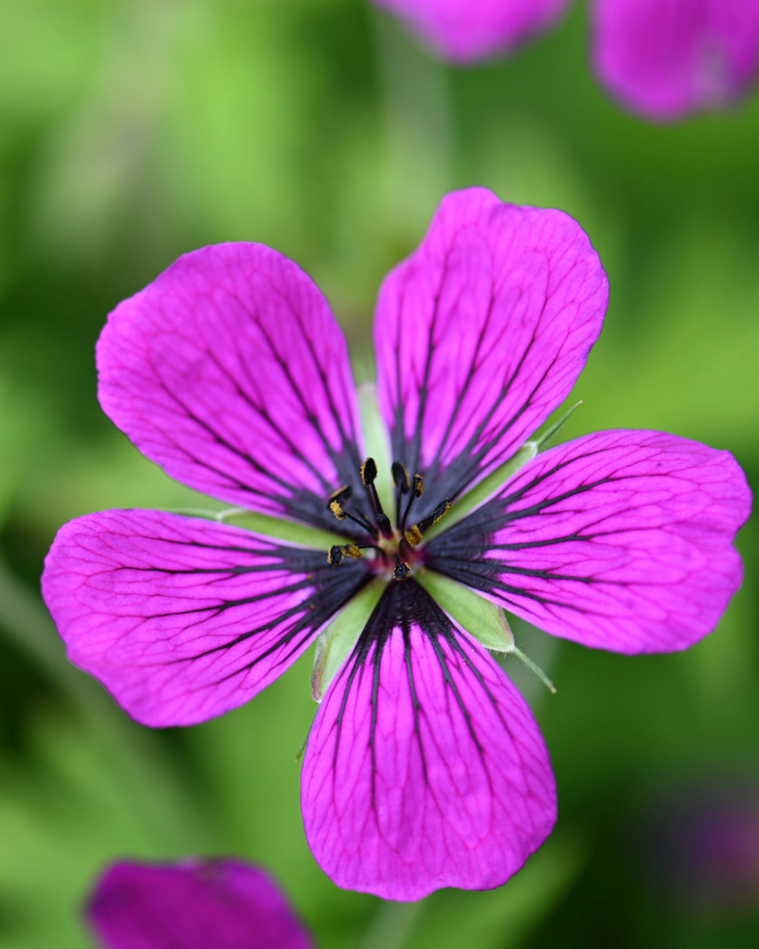 Geranium &