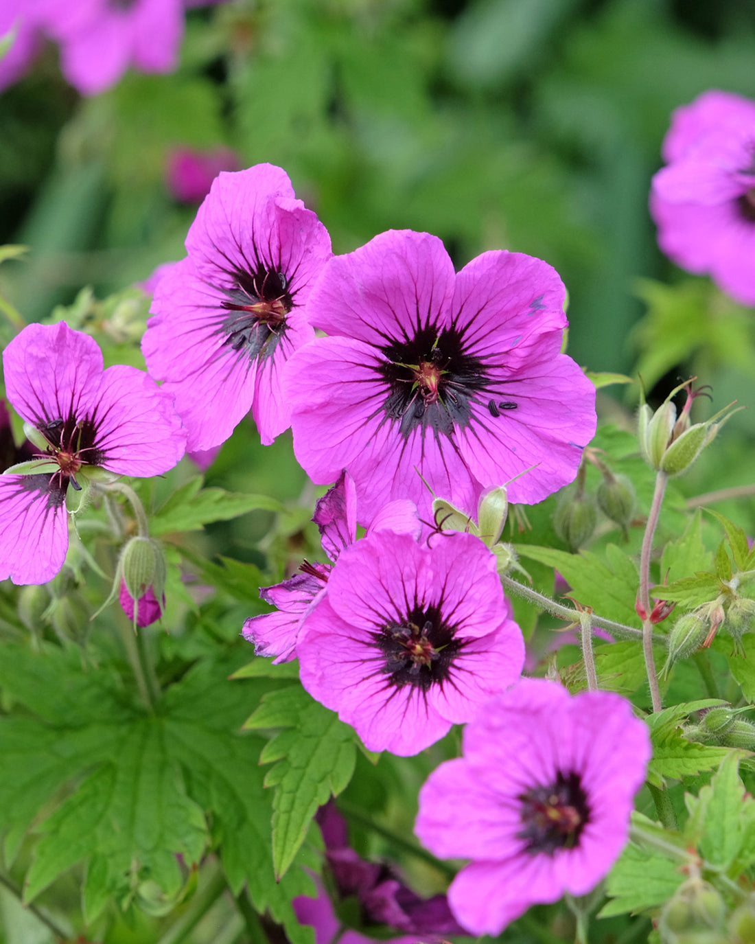Geranium &