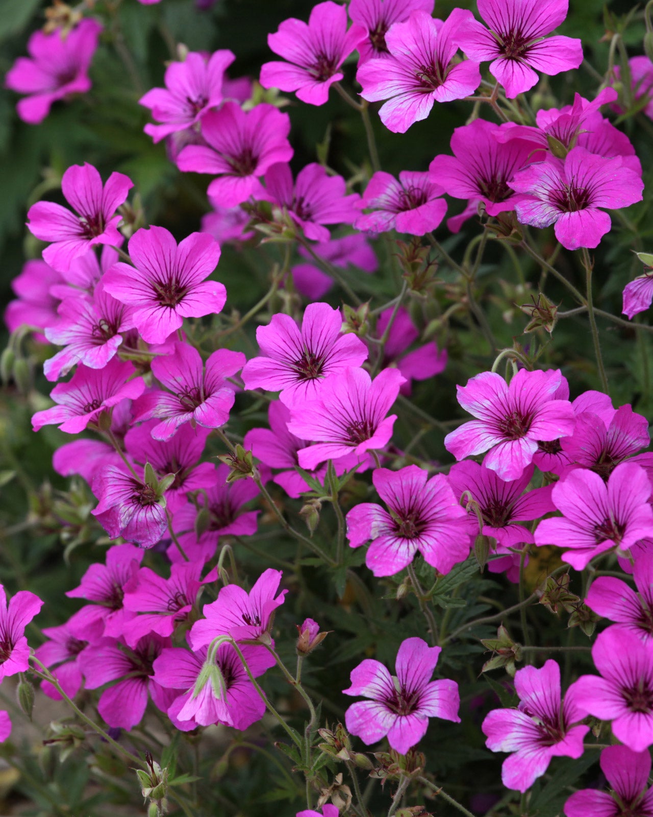 Geranium &