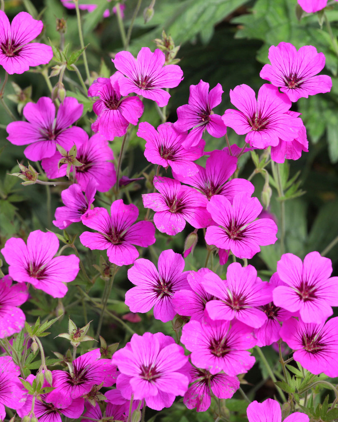 Geranium &