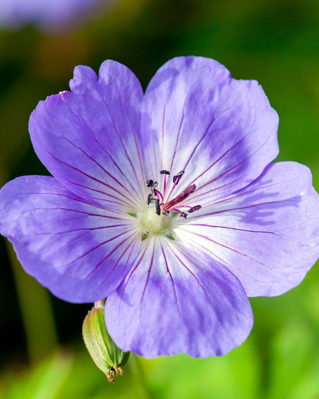 Geranium &