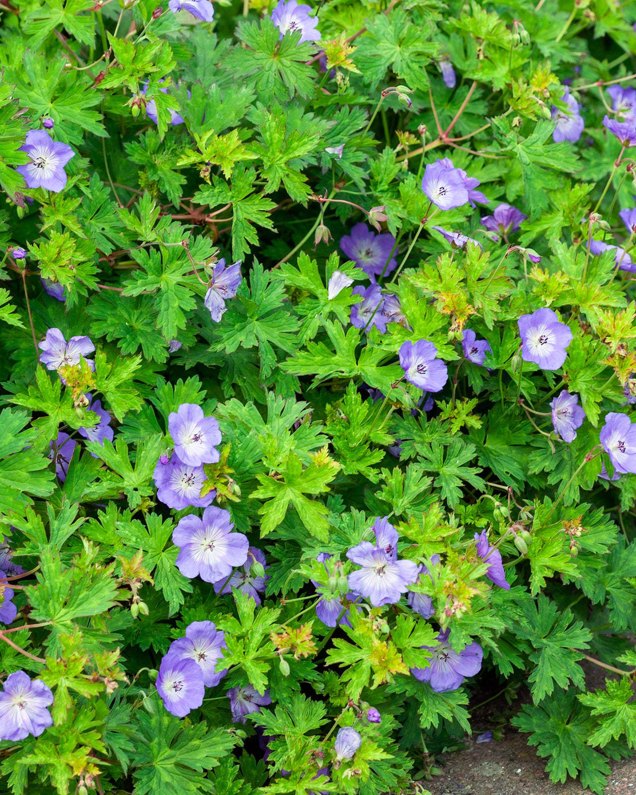 Geranium &