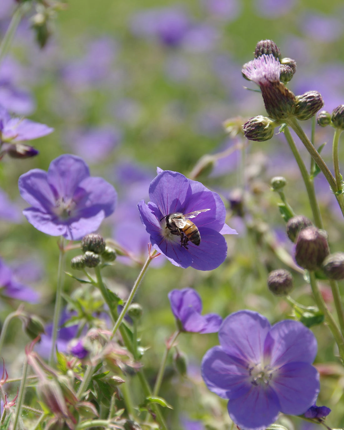 Geranium × johnsonii &