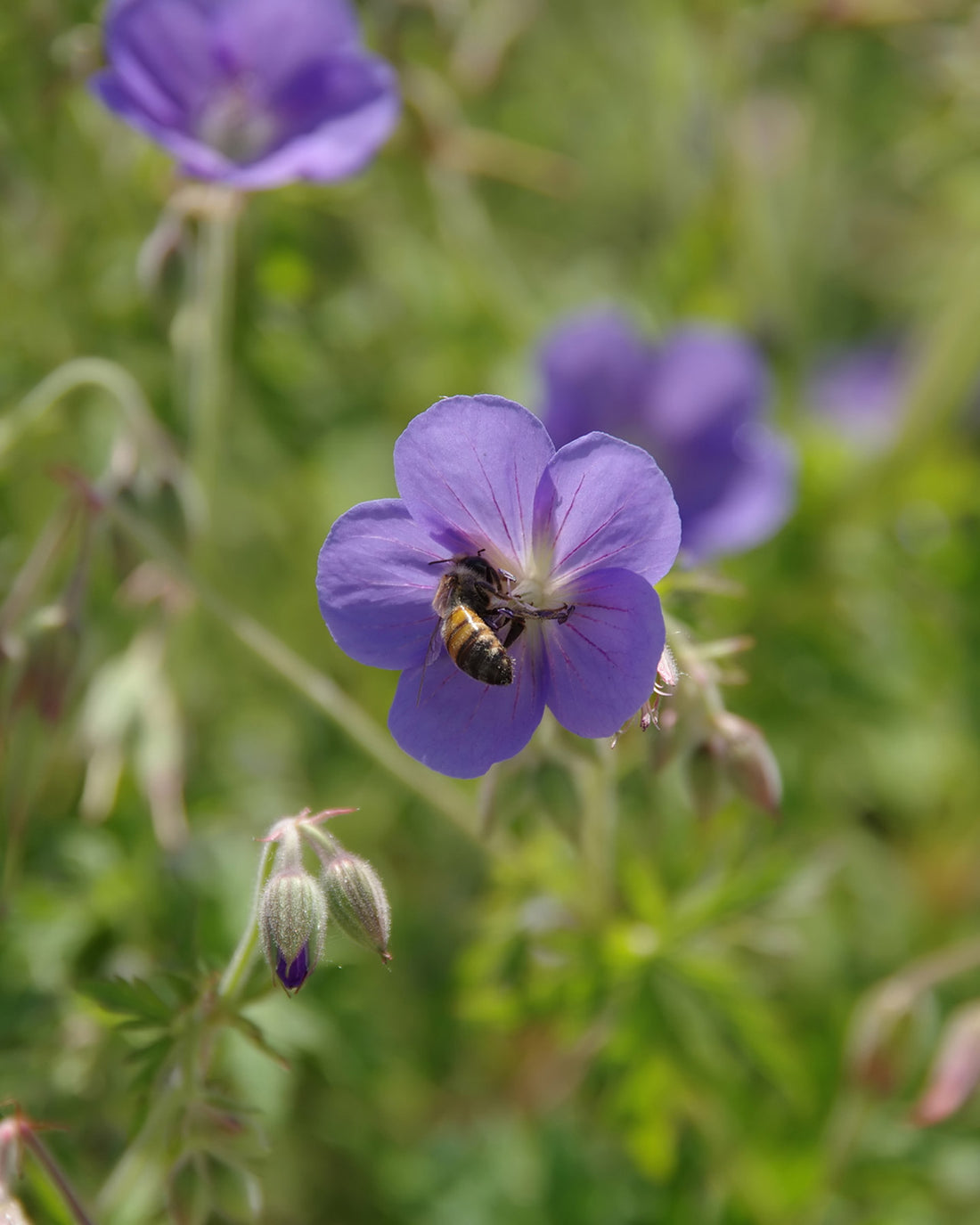 Geranium × johnsonii &