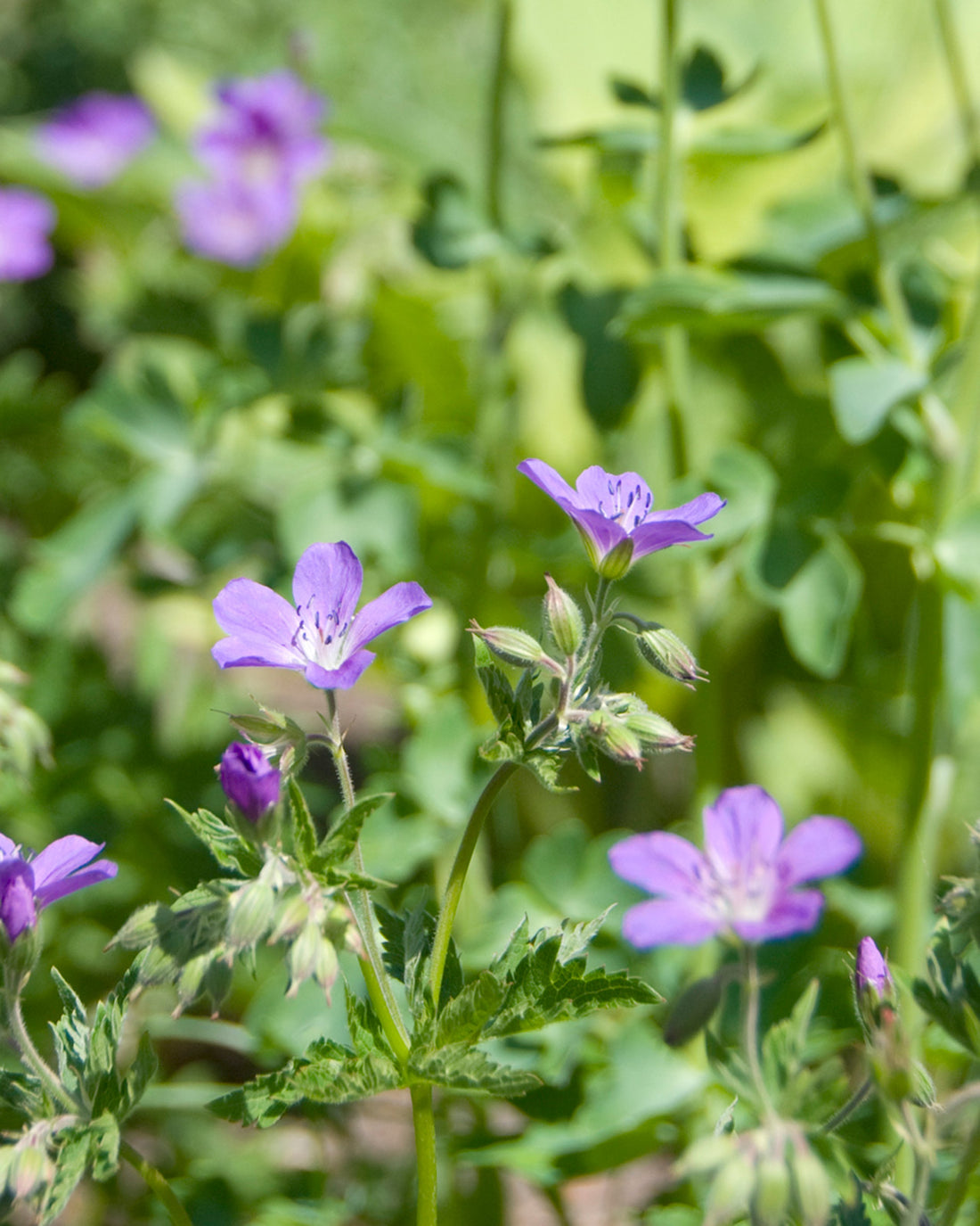 Geranium nodosum