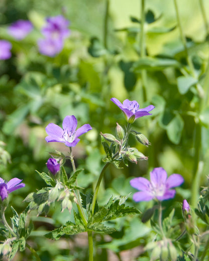 Geranium nodosum