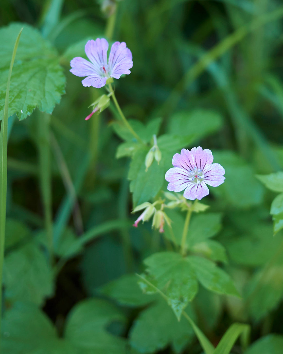 Geranium nodosum