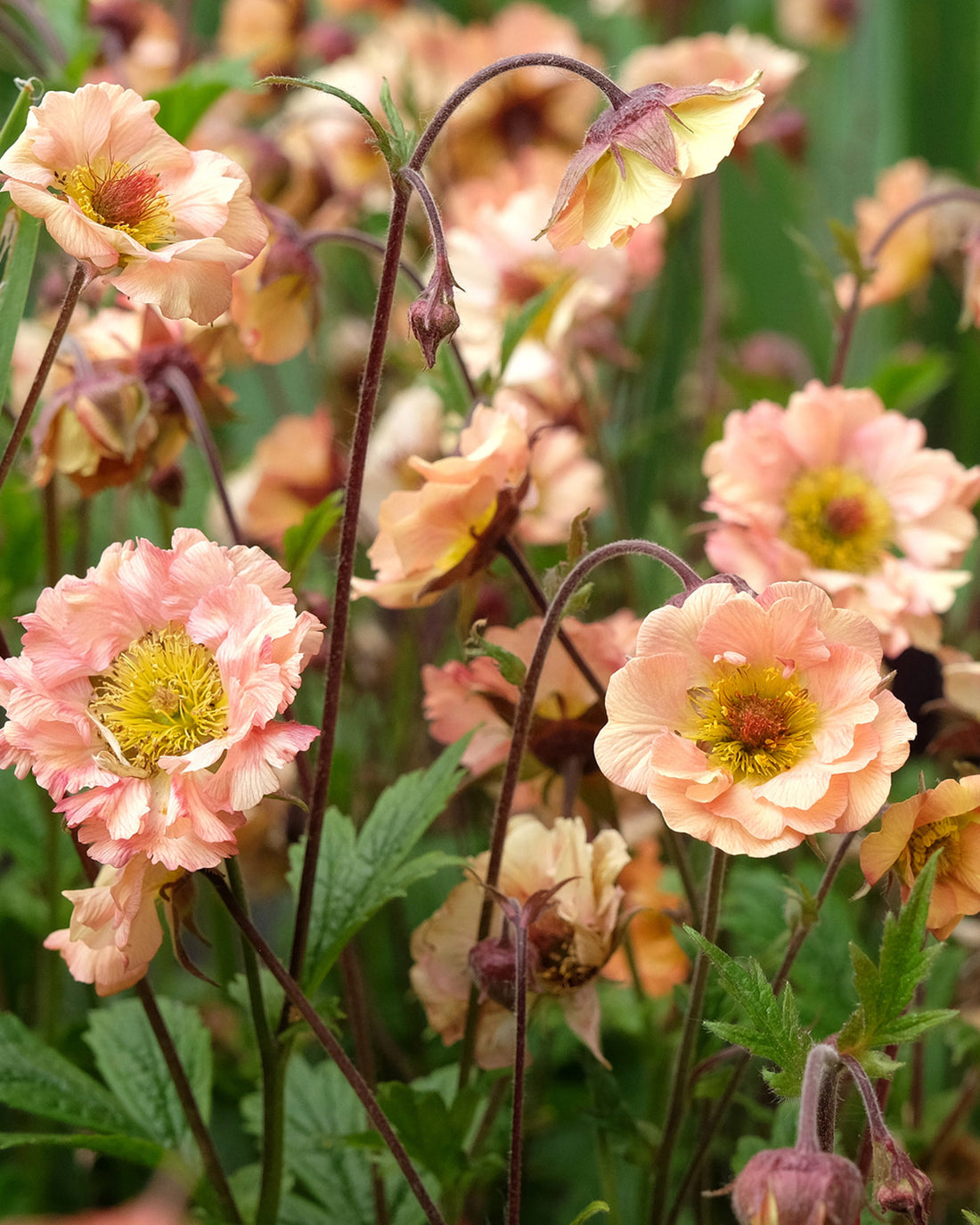 Geum &