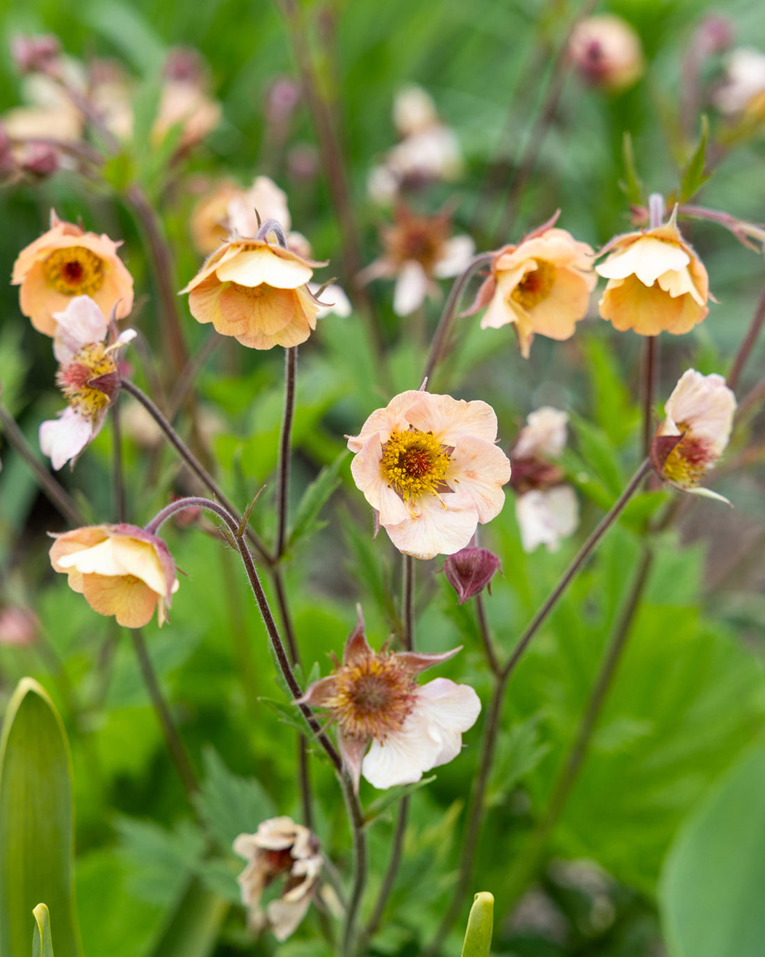 Geum &