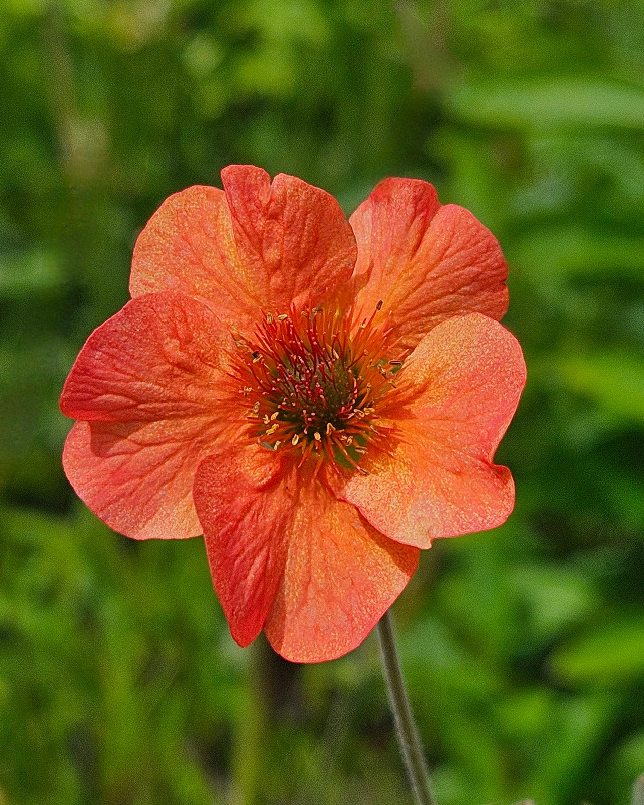 Geum &