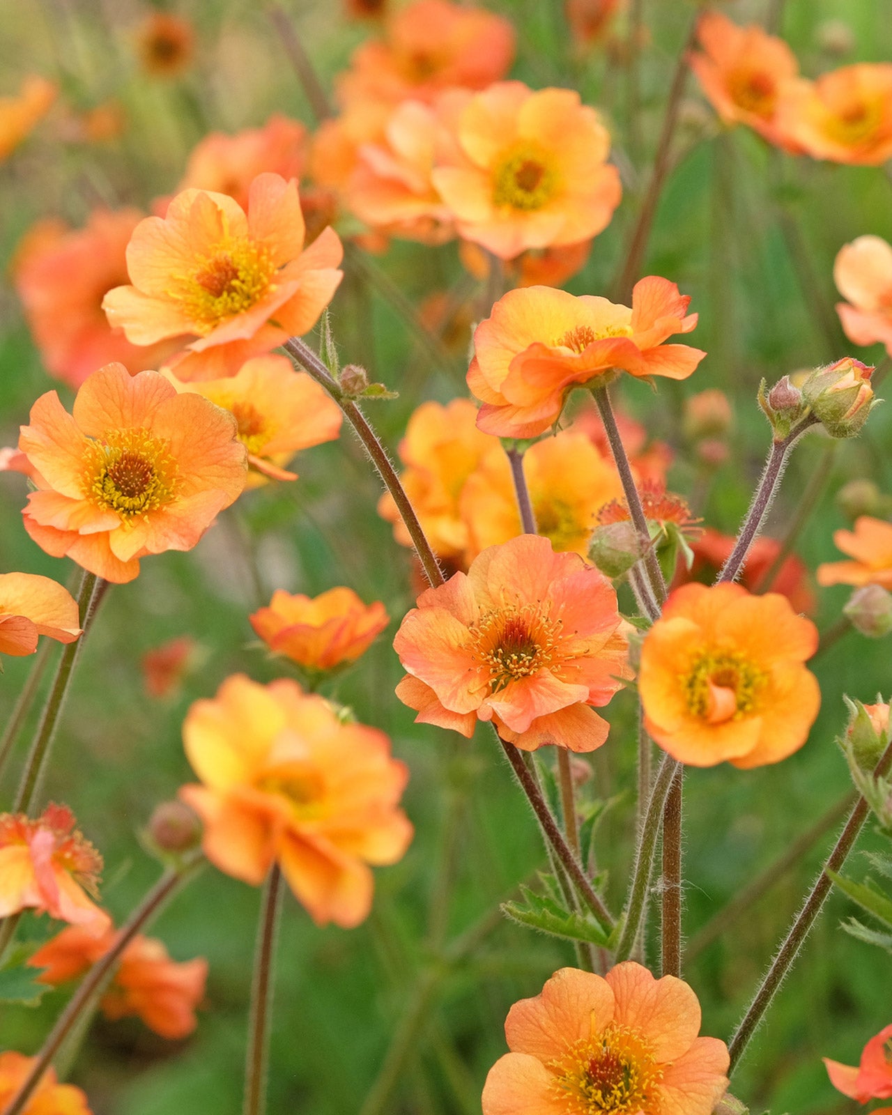 Geum &