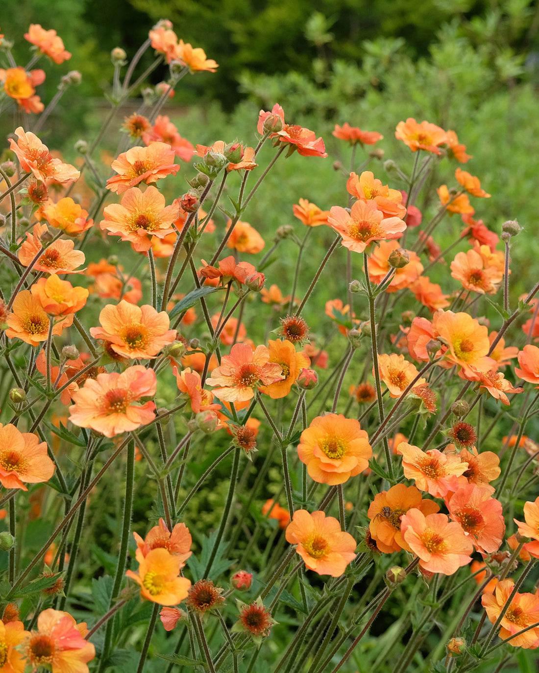 Geum &