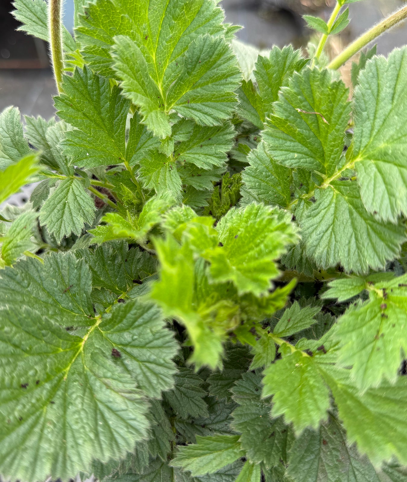 Geum &