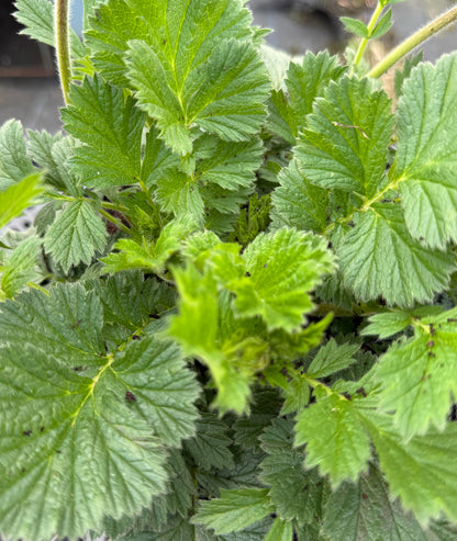 Geum &