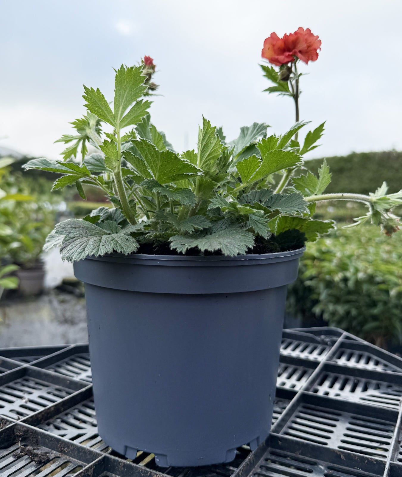 Geum &