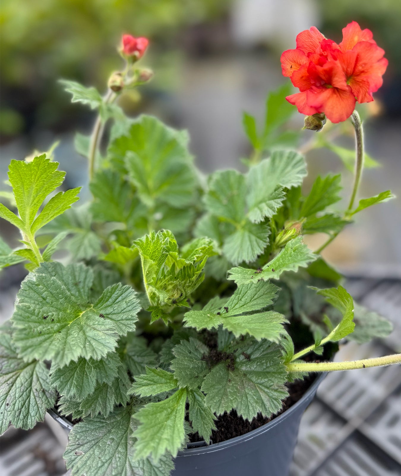 Geum &