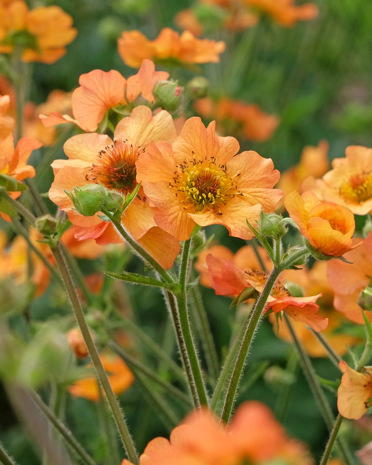 Geum Totally Tangerine (PBR)