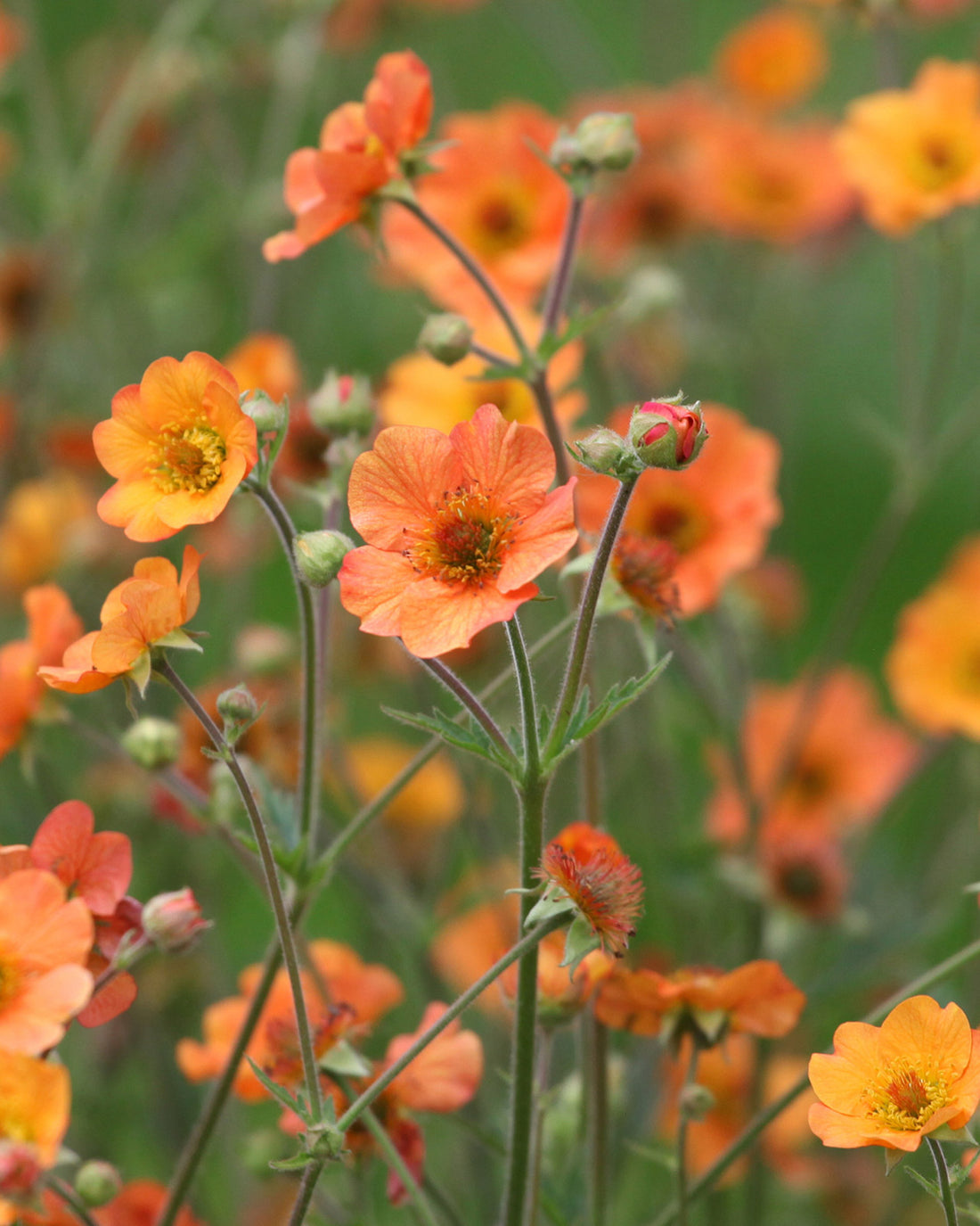 Geum Totally Tangerine (PBR)