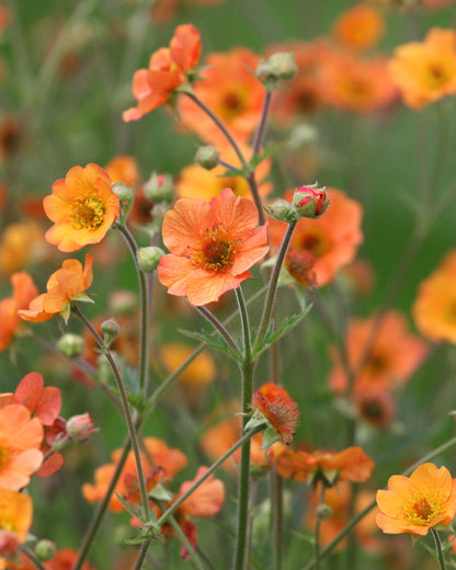 Geum Totally Tangerine (PBR)