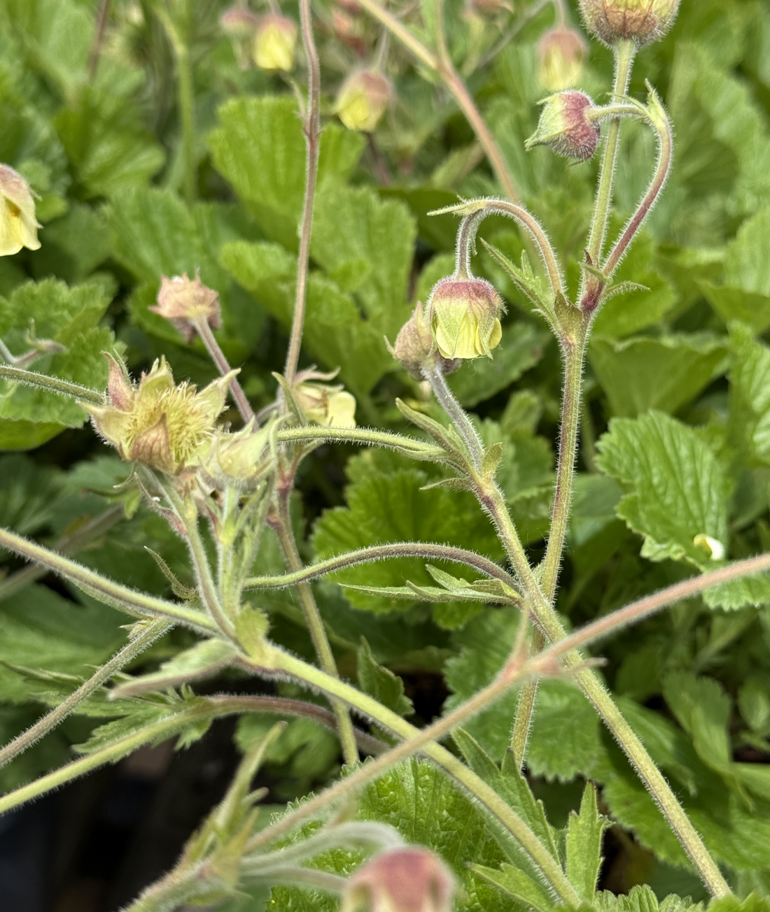 3 litre - Geum &