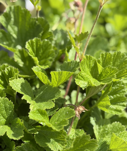 3 litre - Geum &