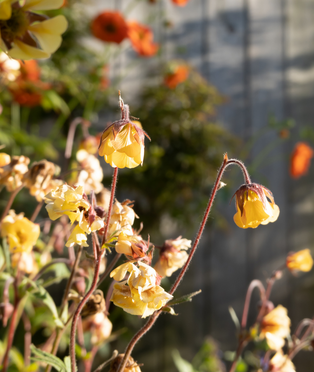 3 litre - Geum &