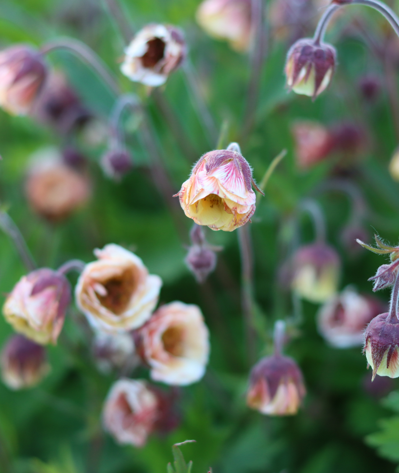 3 litre - Geum &