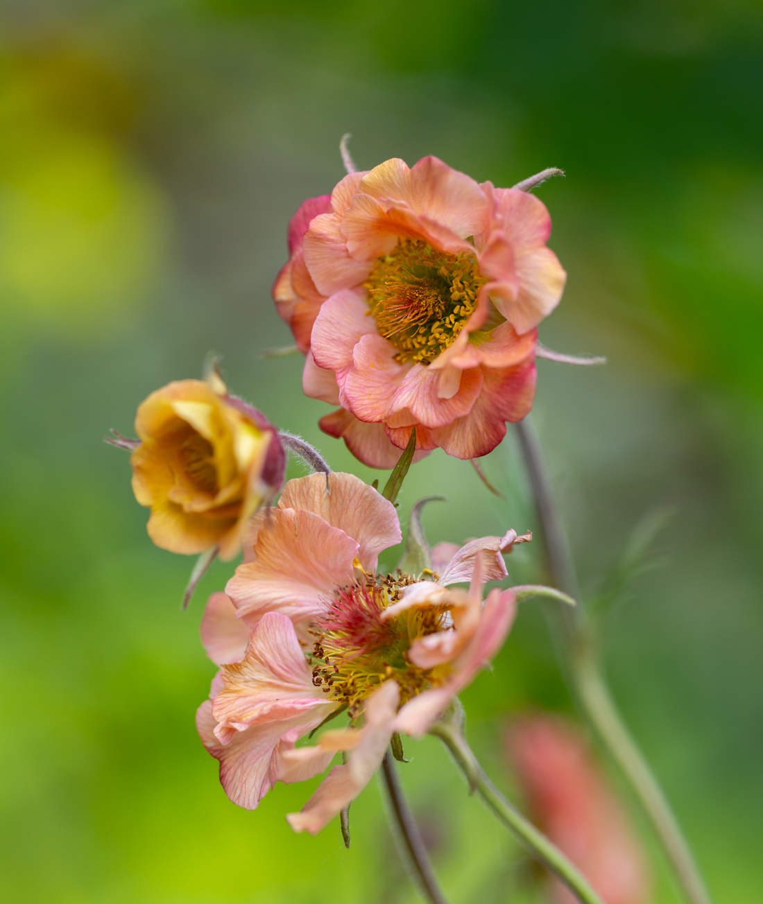 Geum &
