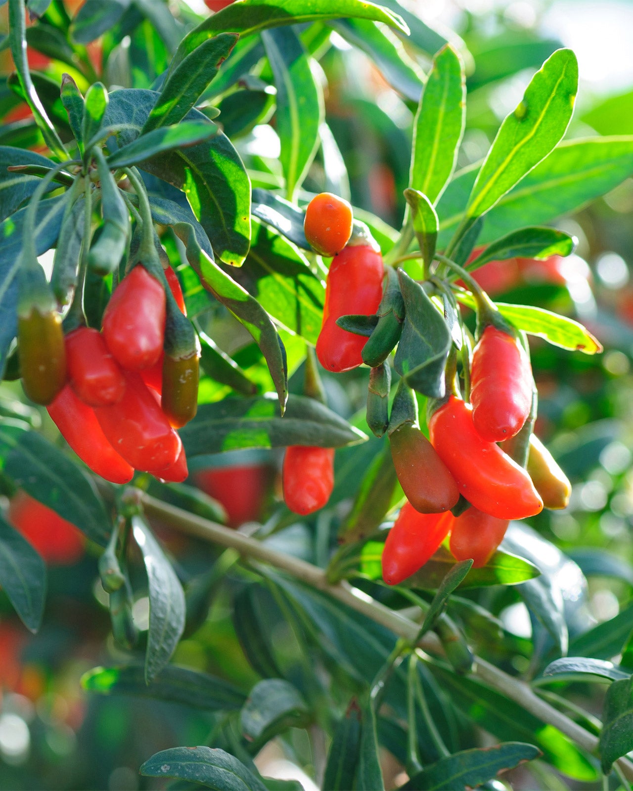 Gojiberry (Wolfberry)