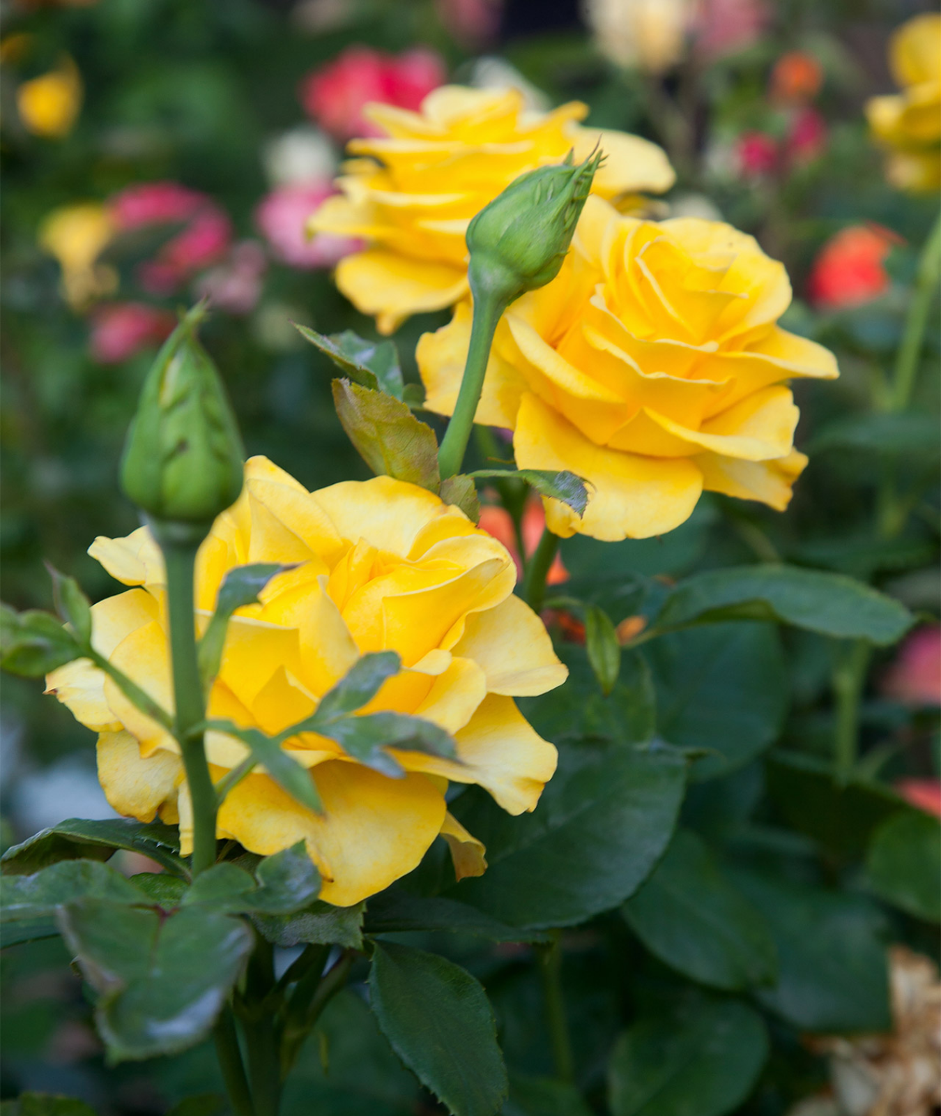 Rosa &